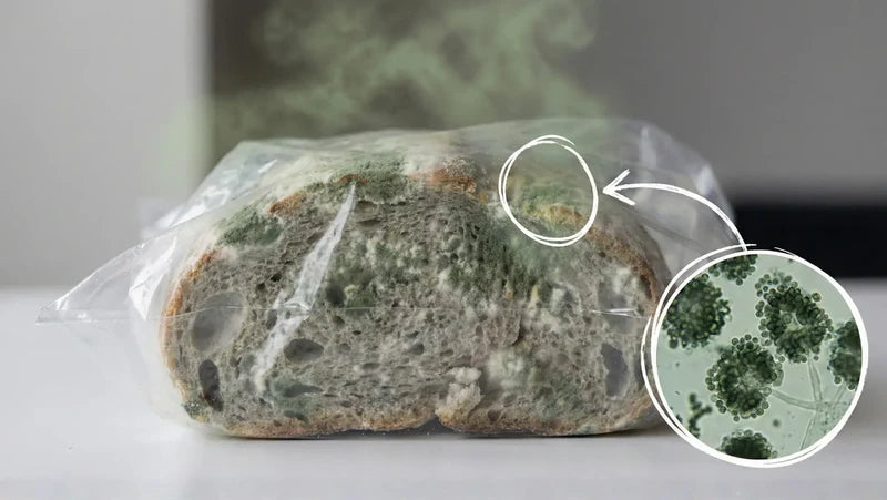 Reason #1: Plastic Bags Are Actually Mold Incubators