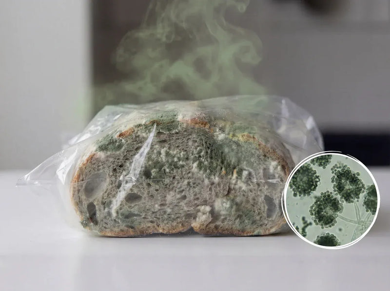 The Mold Incubator In Your Kitchen